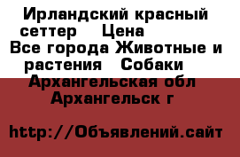 Ирландский красный сеттер. › Цена ­ 30 000 - Все города Животные и растения » Собаки   . Архангельская обл.,Архангельск г.